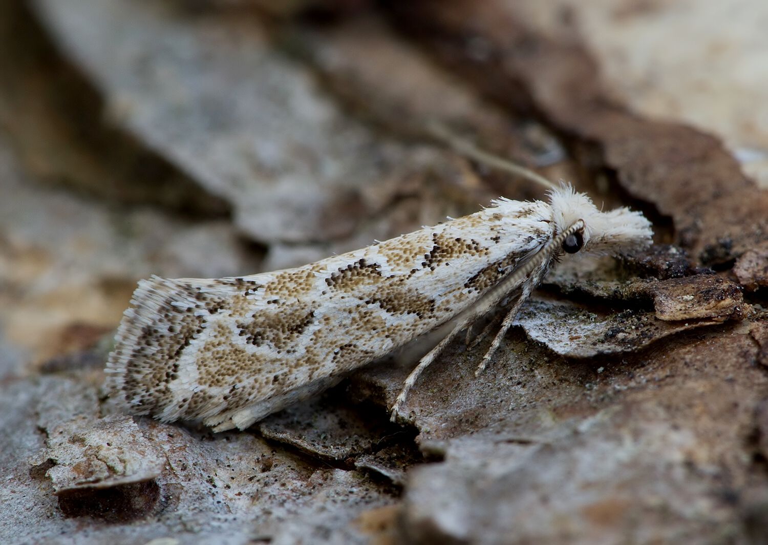 Ateliotum hungaricellum