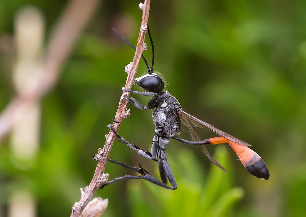 Ammophila campestris
