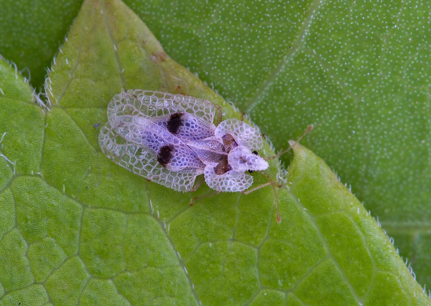 Corythucha ciliata