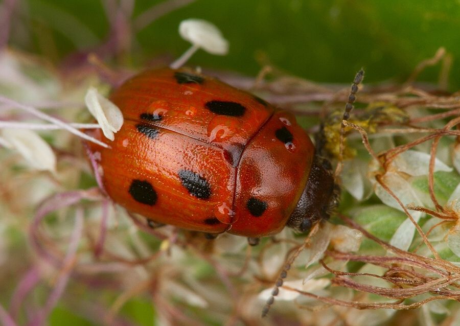 Gonioctena fornicata