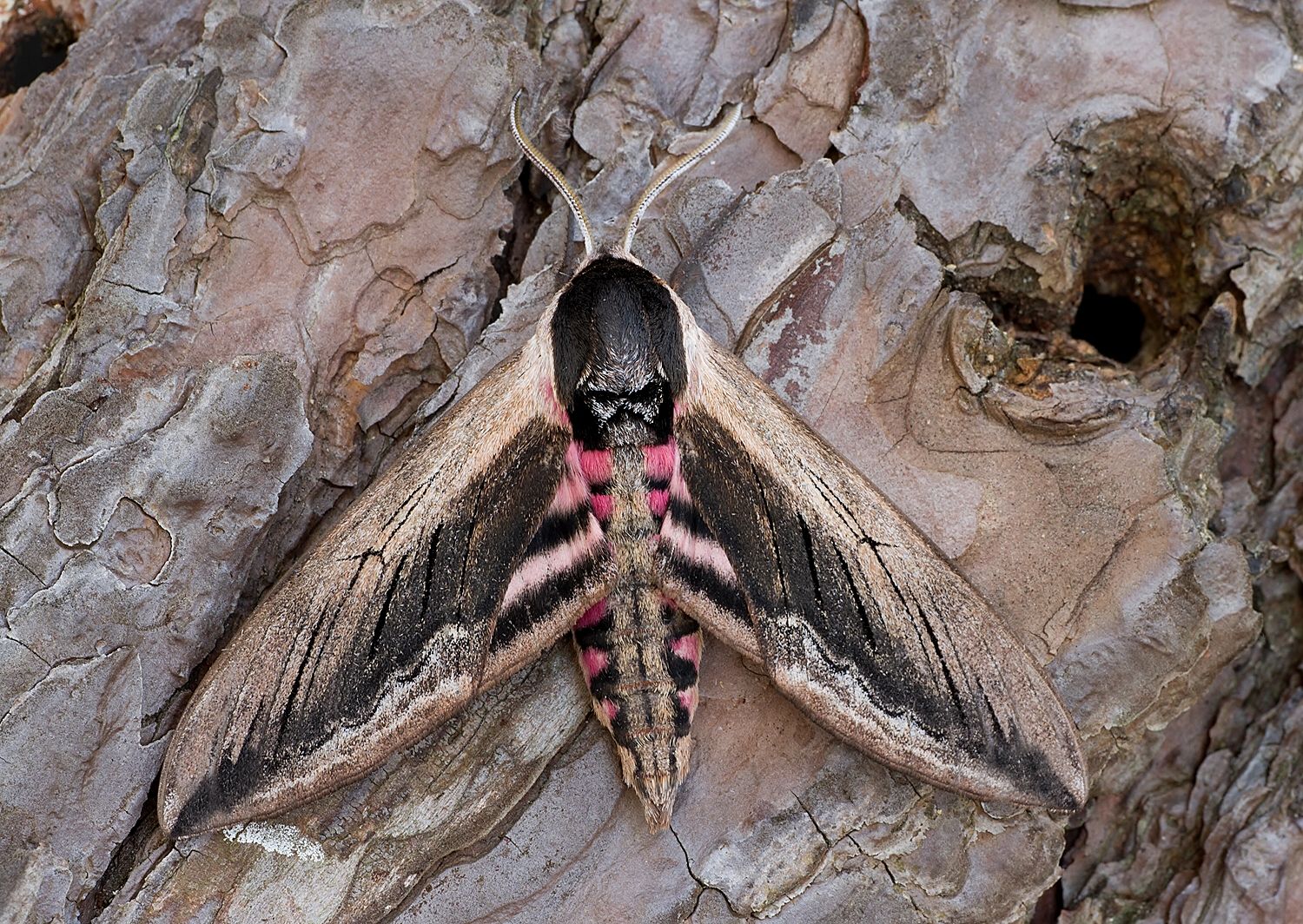 Sphinx ligustri