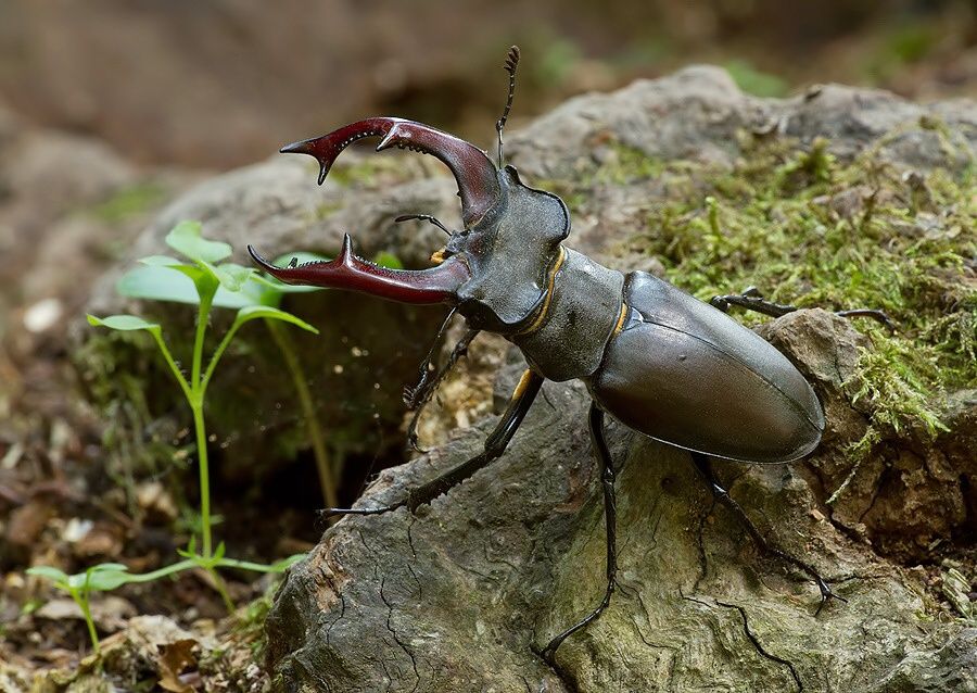 Lucanus cervus