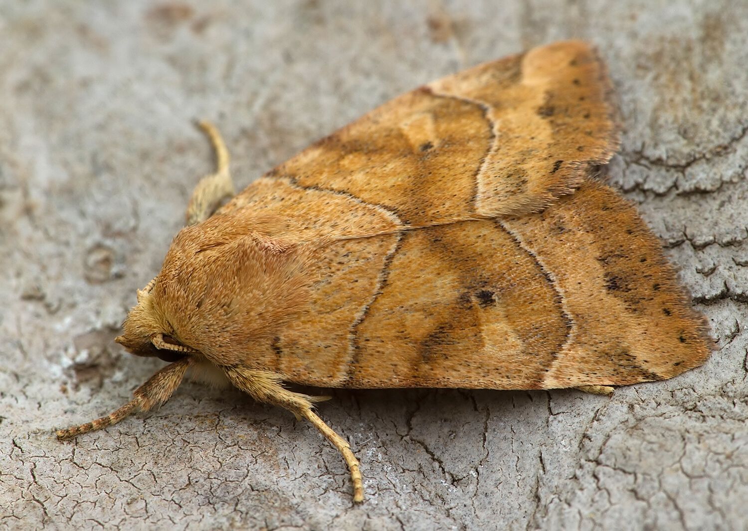 Cosmia trapezina