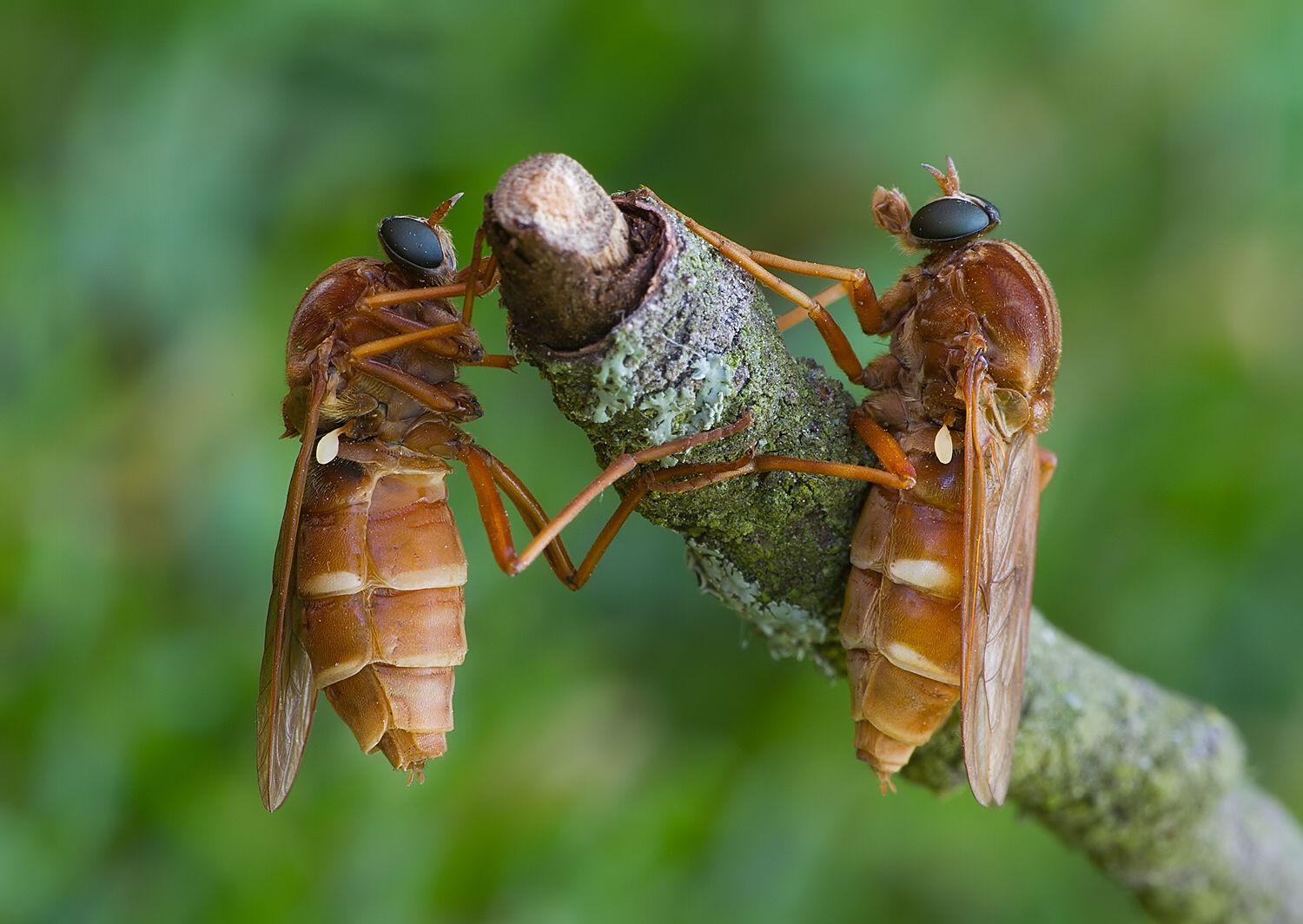 Coenomyia ferruginea