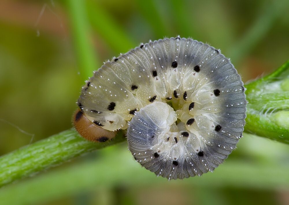 Sciapteryx consobrina