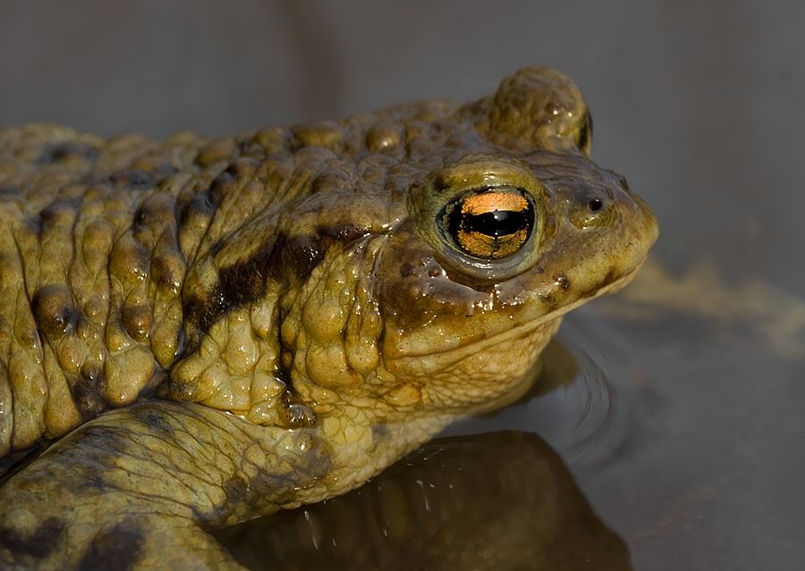Bufo bufo
