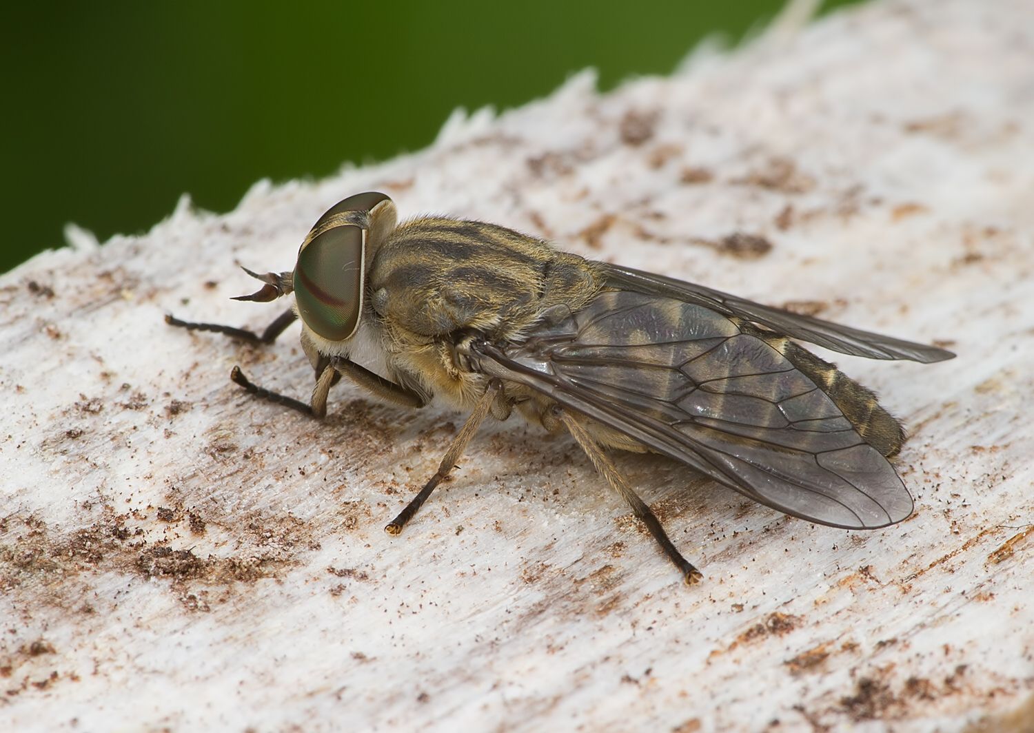 Tabanus bromius