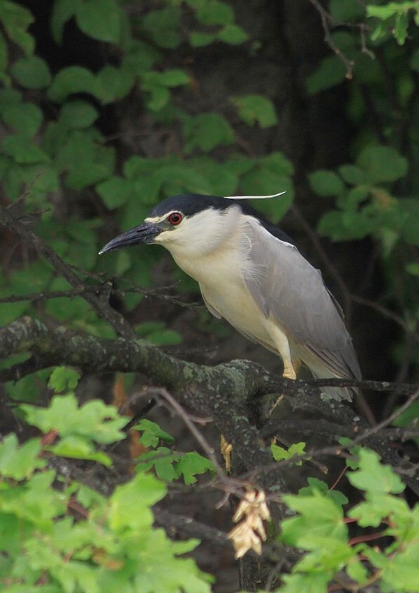 Nycticorax nycticorax (chavkoš nočný)