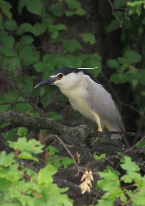 Nycticorax nycticorax (chavkoš nočný)