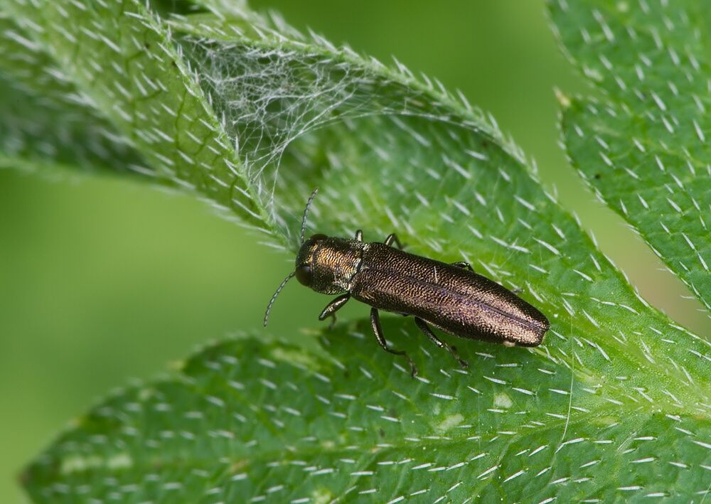 Agrilus angustulus cf.