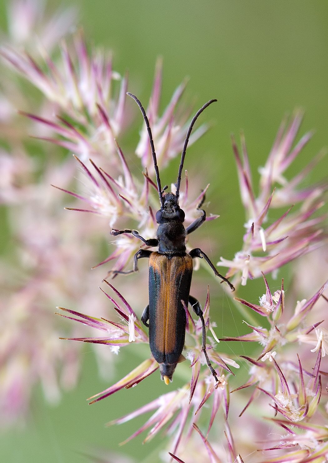 Anogcodes ustulatus