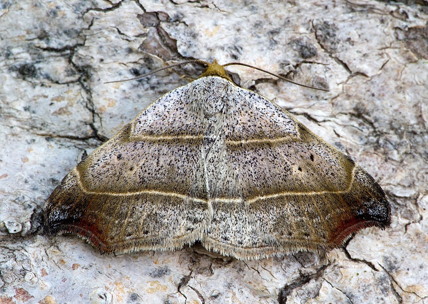 Laspeyria flexula