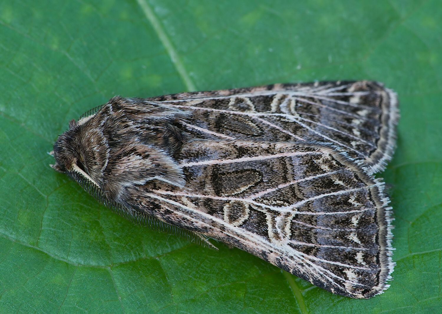Tholera decimalis