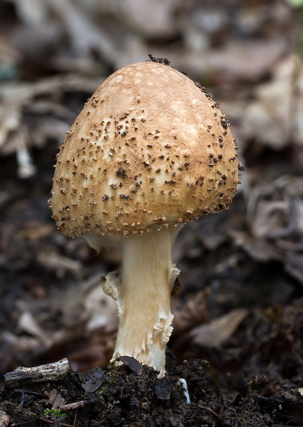 Lepiota cortinarius