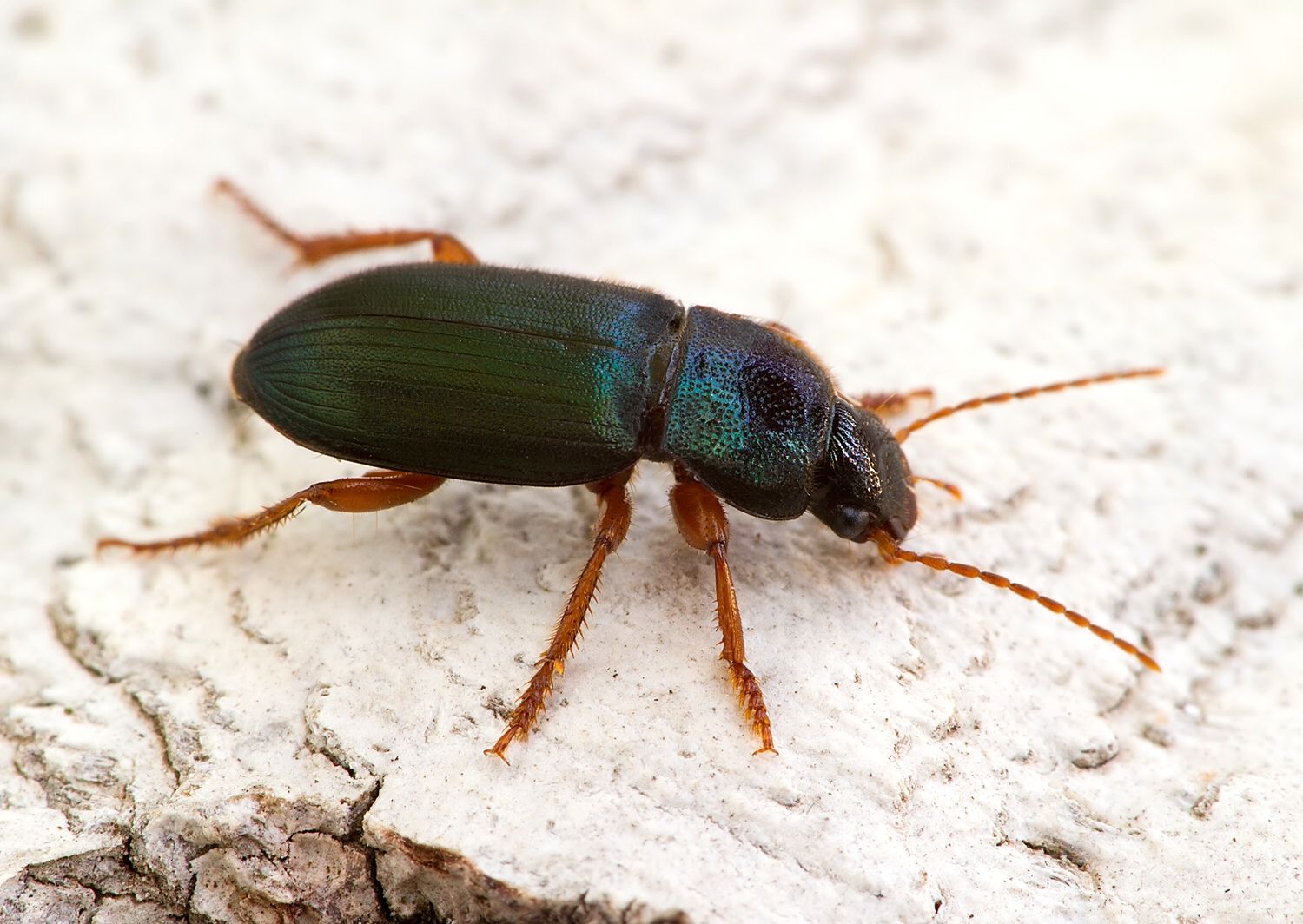 Ophonus azureus