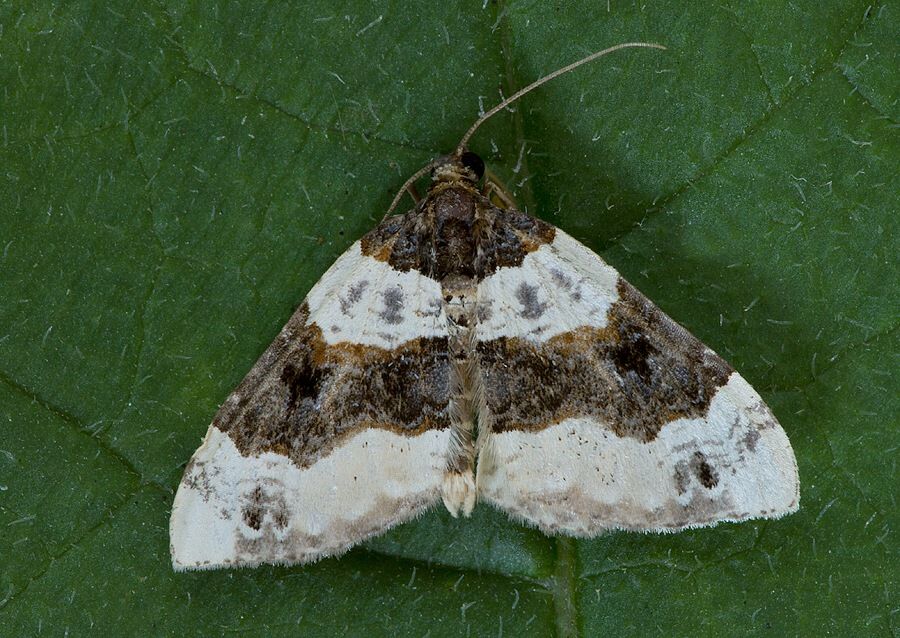 Cosmorhoe ocellata