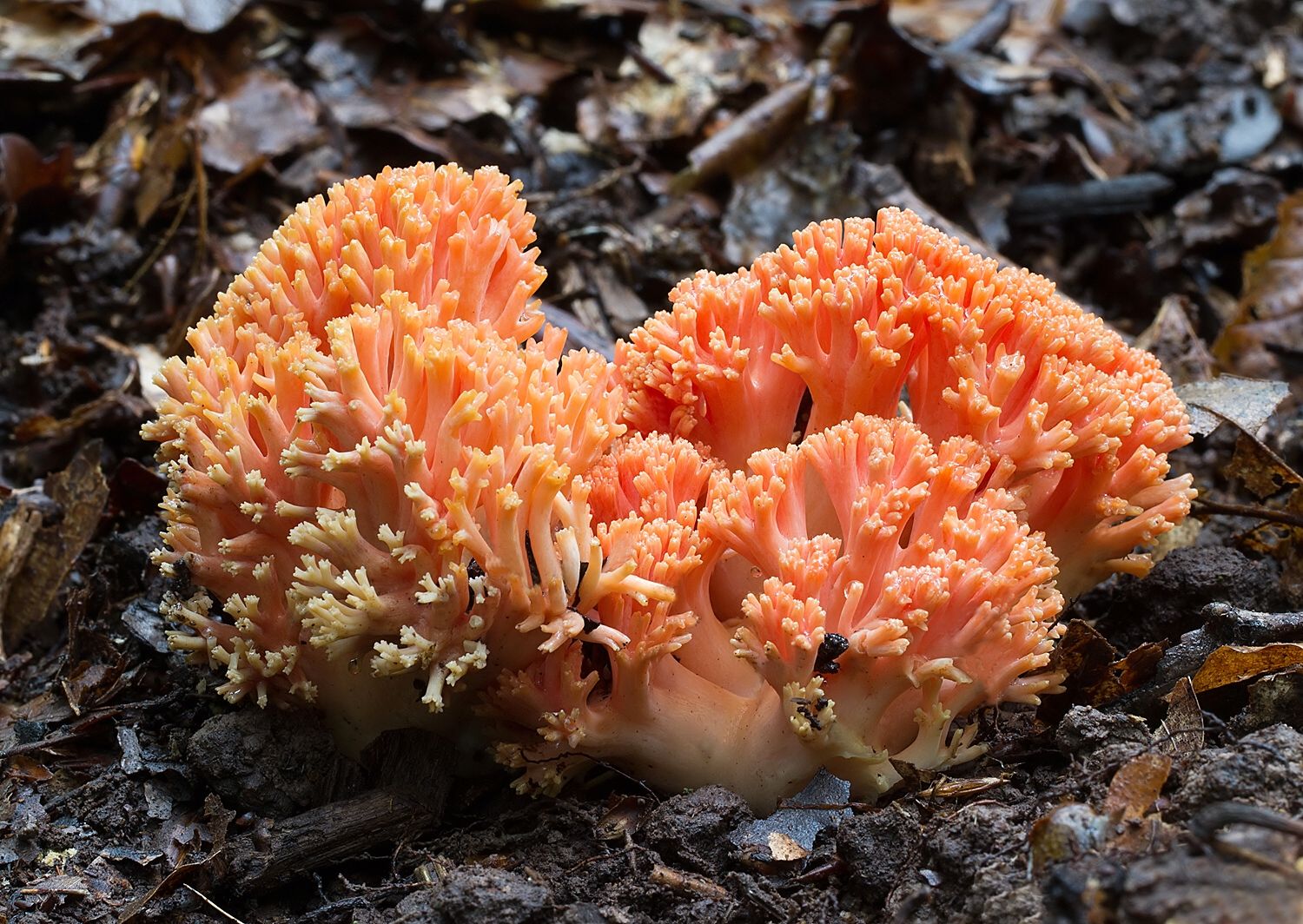 Ramaria subbotrytis
