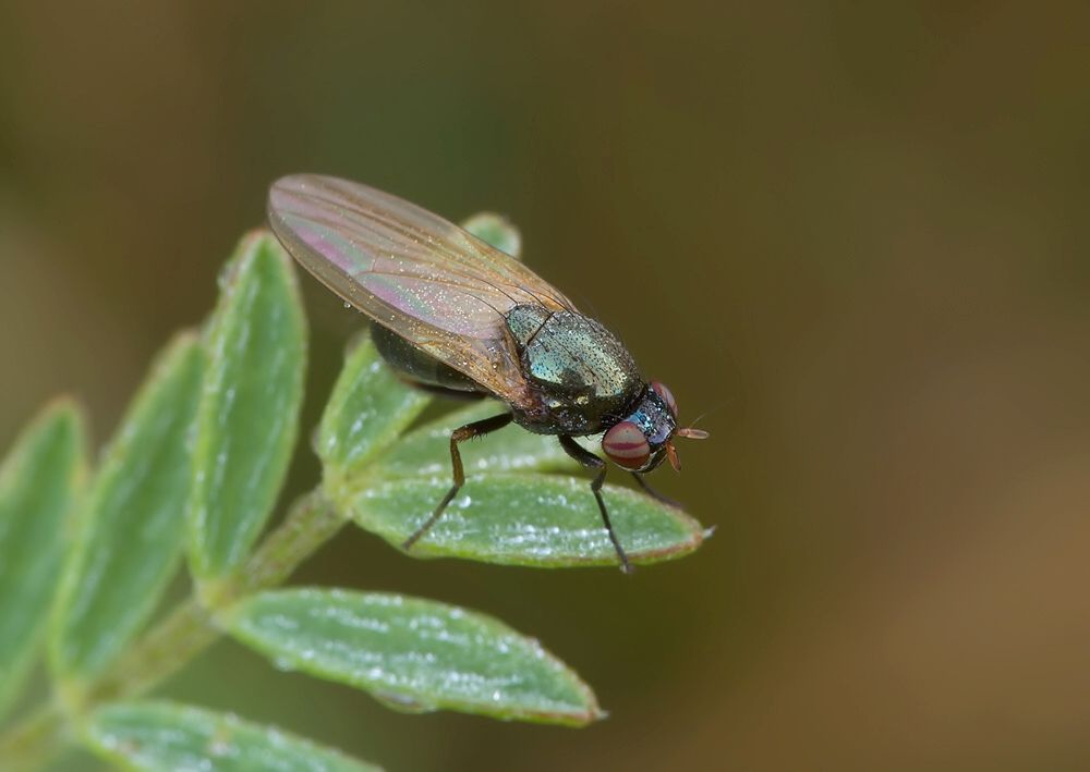 Sapromyza hyalinata