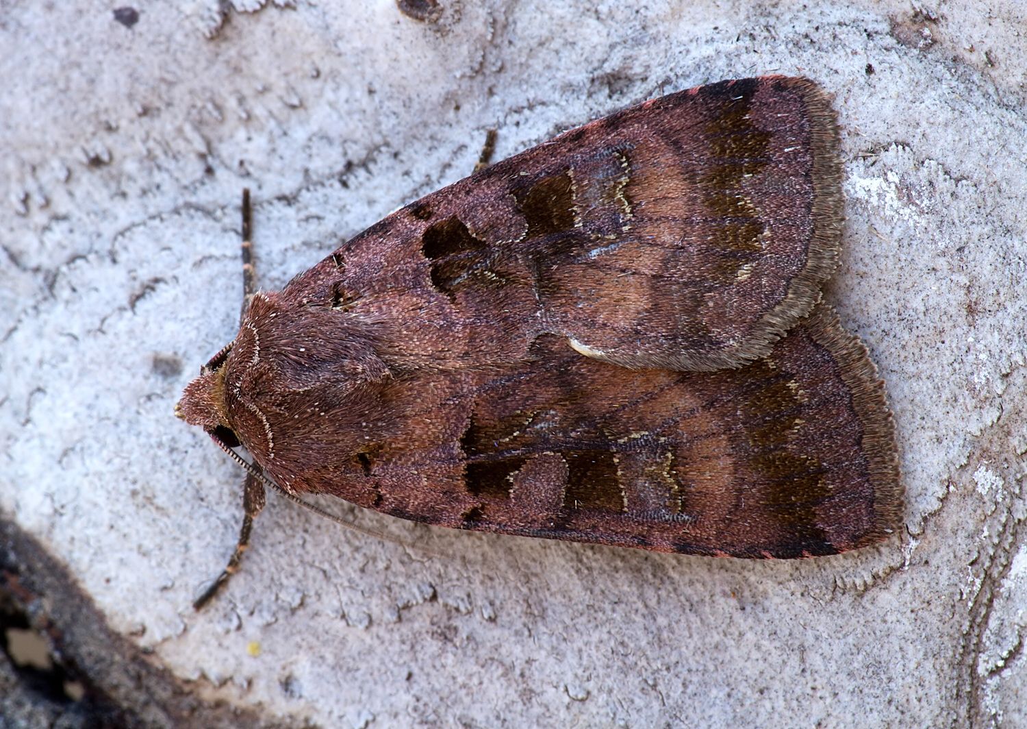Xestia stigmatica