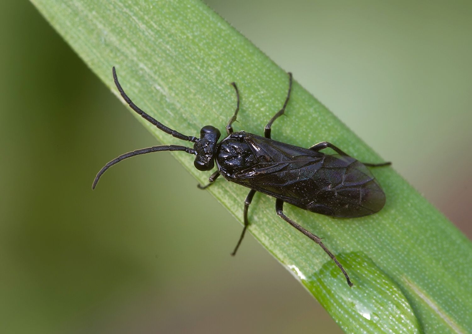 Rhadinoceraea micans
