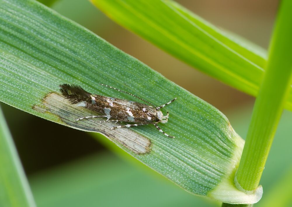 Eteobalea intermediella