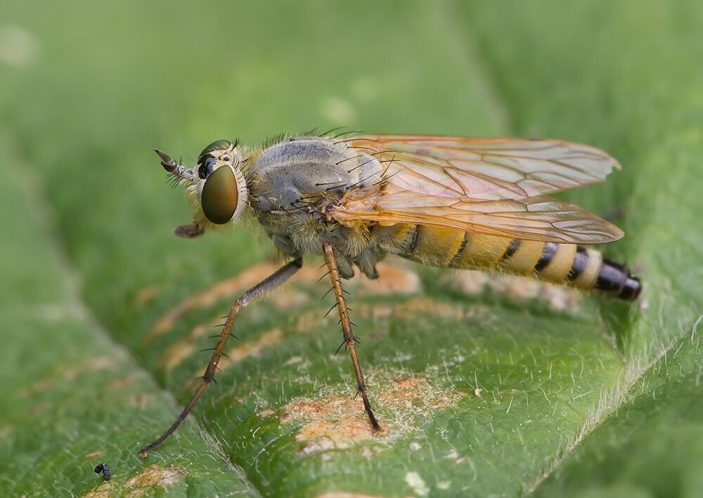 Thereva fulva