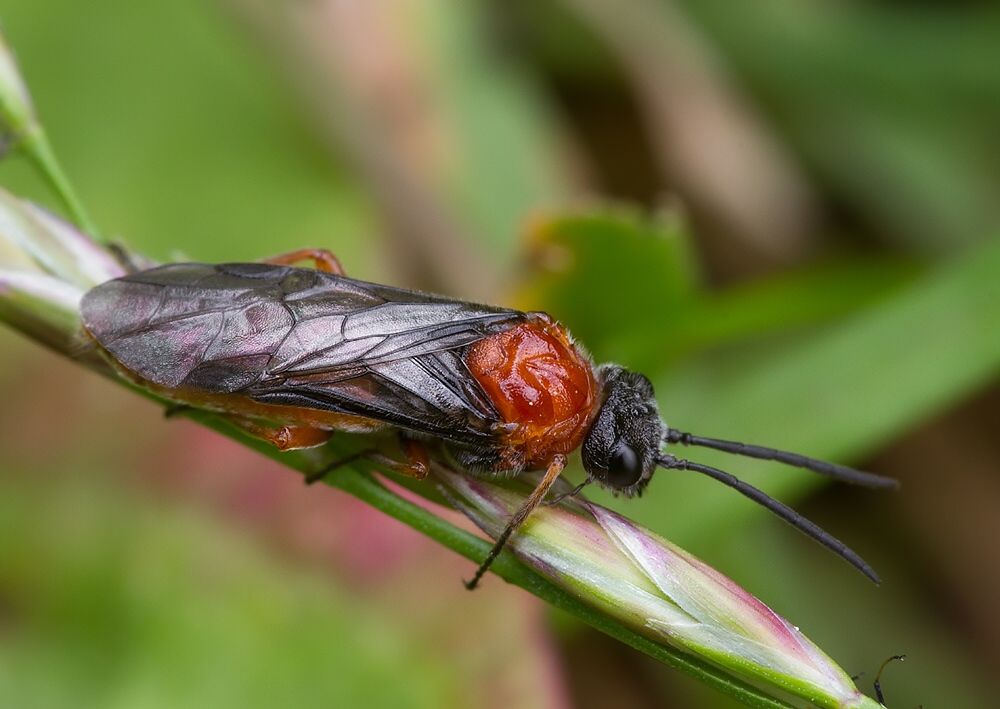 Dolerus sp.