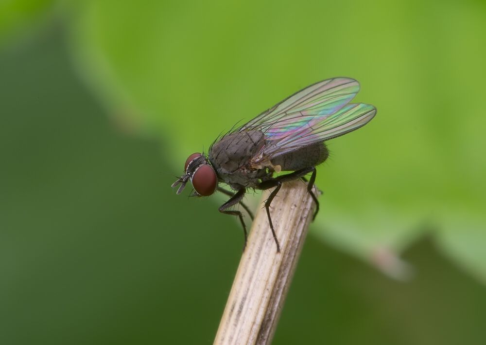 Emmesomyia socia