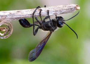 Isodontia mexicana