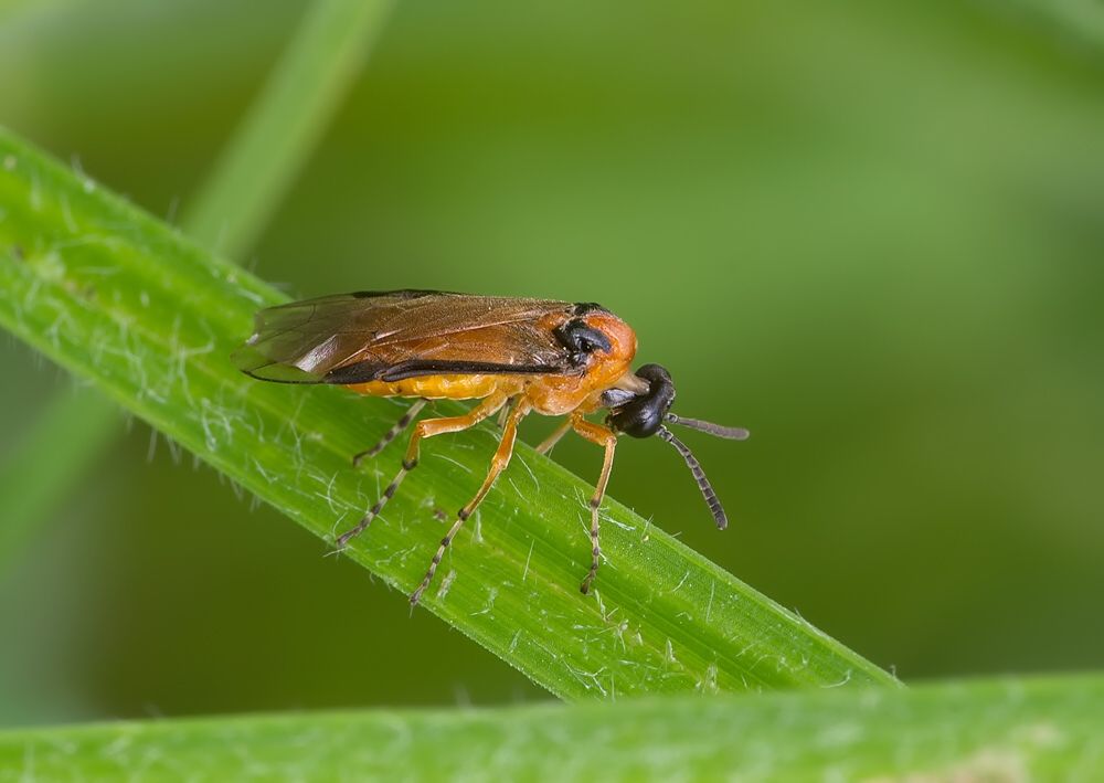 Athalia rosae