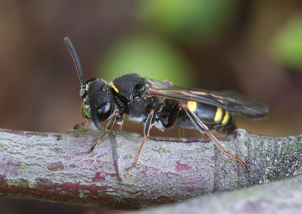 Nysson spinosus