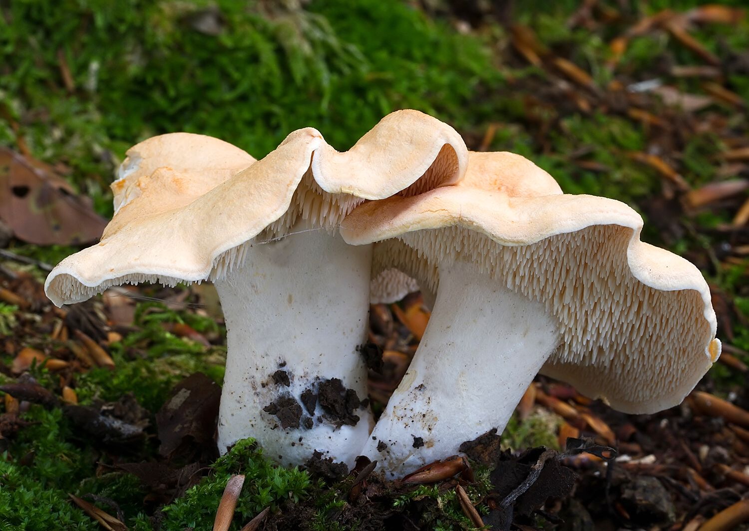 Hydnum repandum