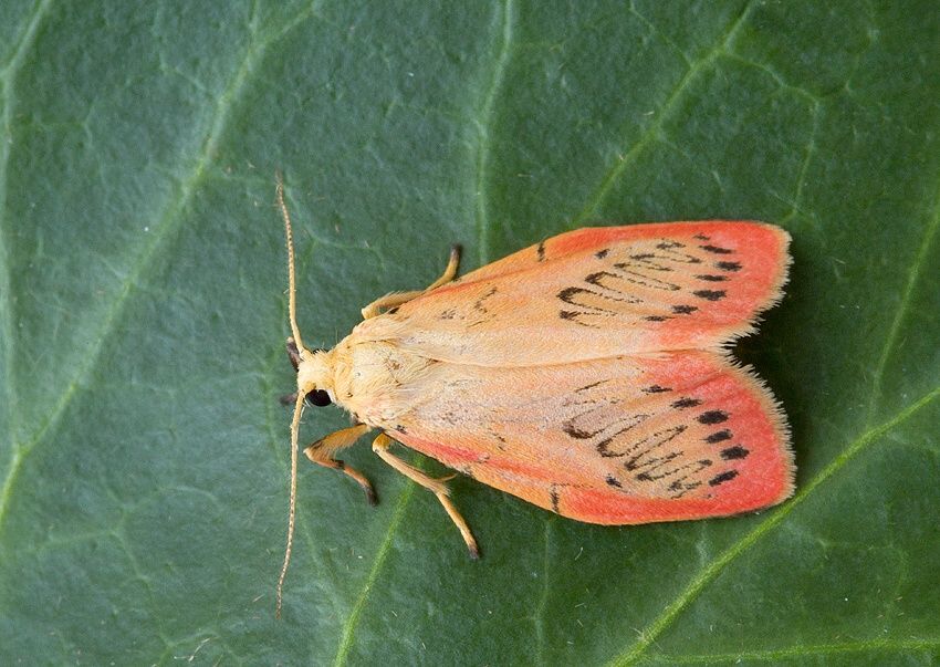 Miltochrista miniata