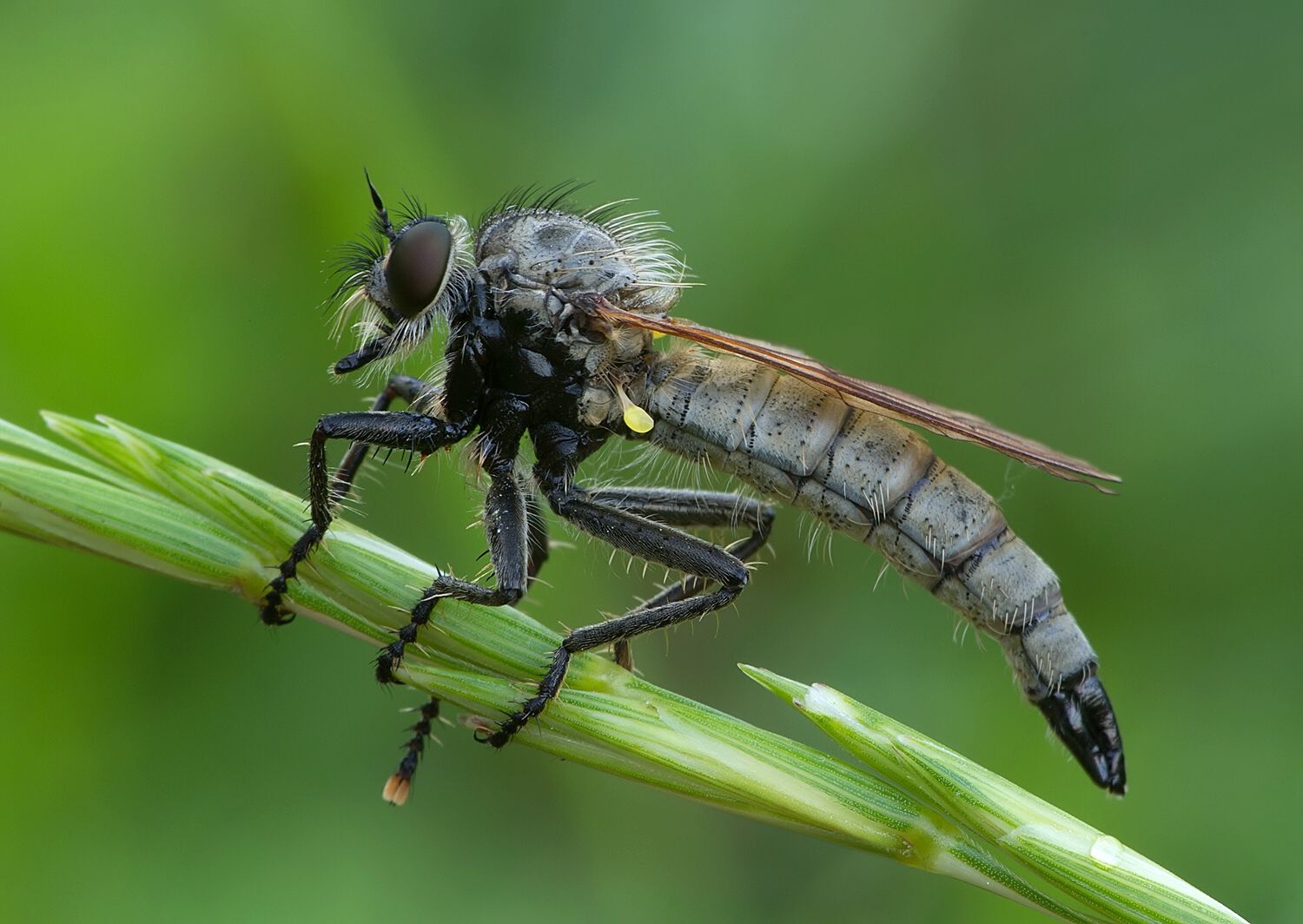 Dysmachus fuscipennis