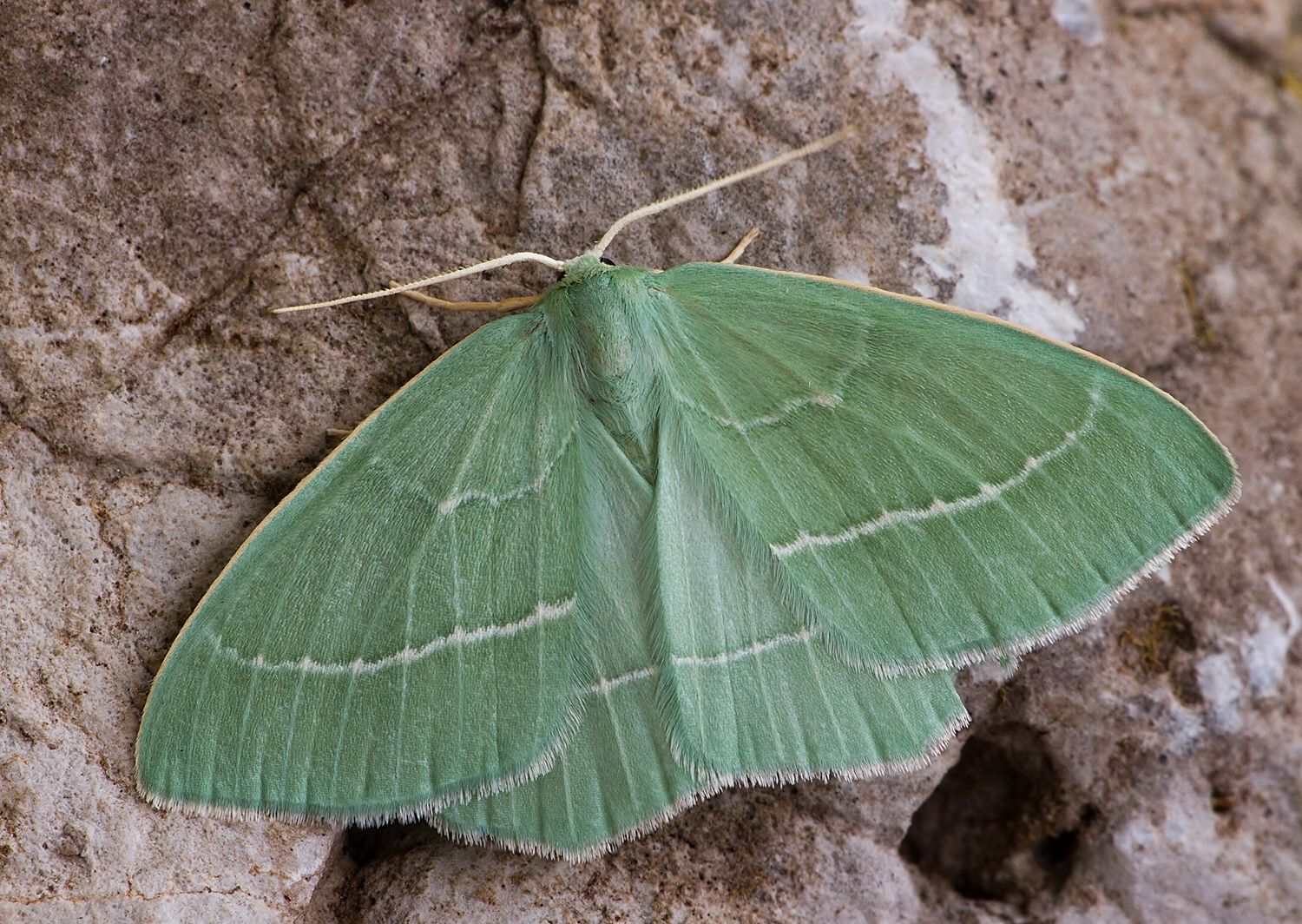 Hemistola chrysoprasaria