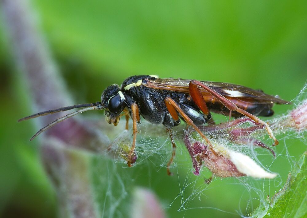 Tenthredopsis stigma