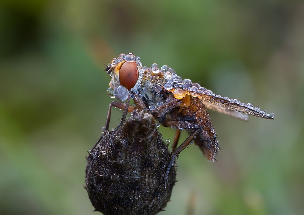 Ectophasia crassipennis
