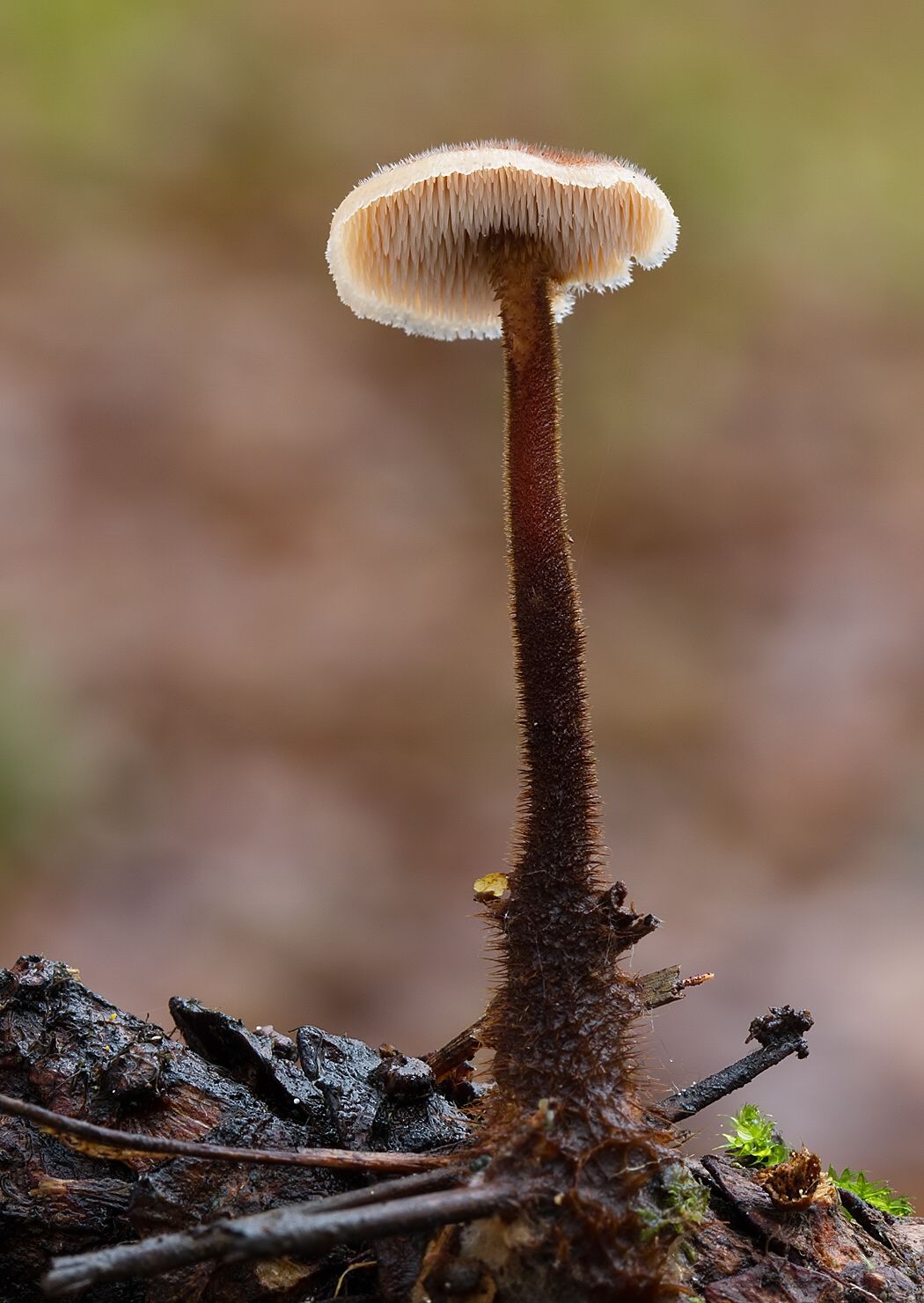 Auriscalpium vulgare