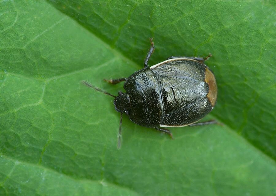 Legnotus limbosus