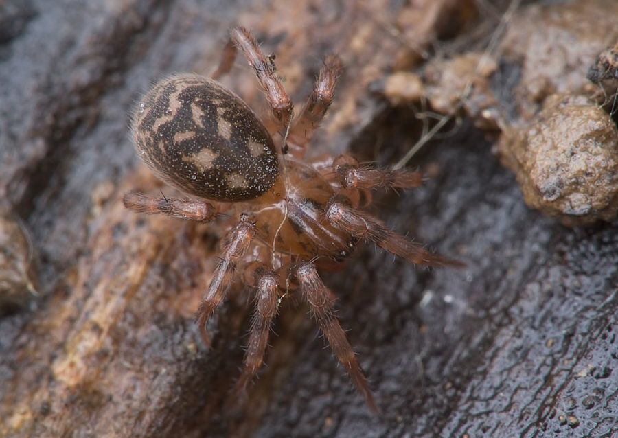 Cybaeus angustiarum