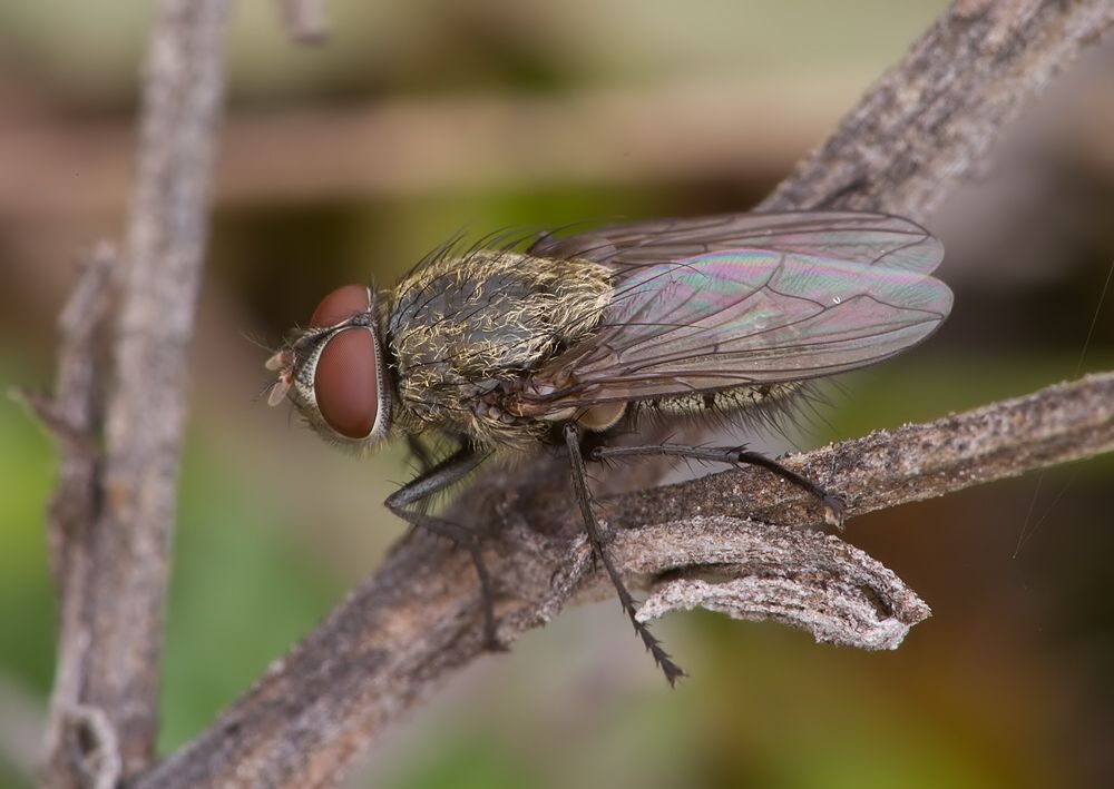 Pollenia griseotomentosa
