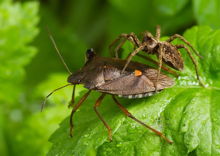 Pentatoma rufipes