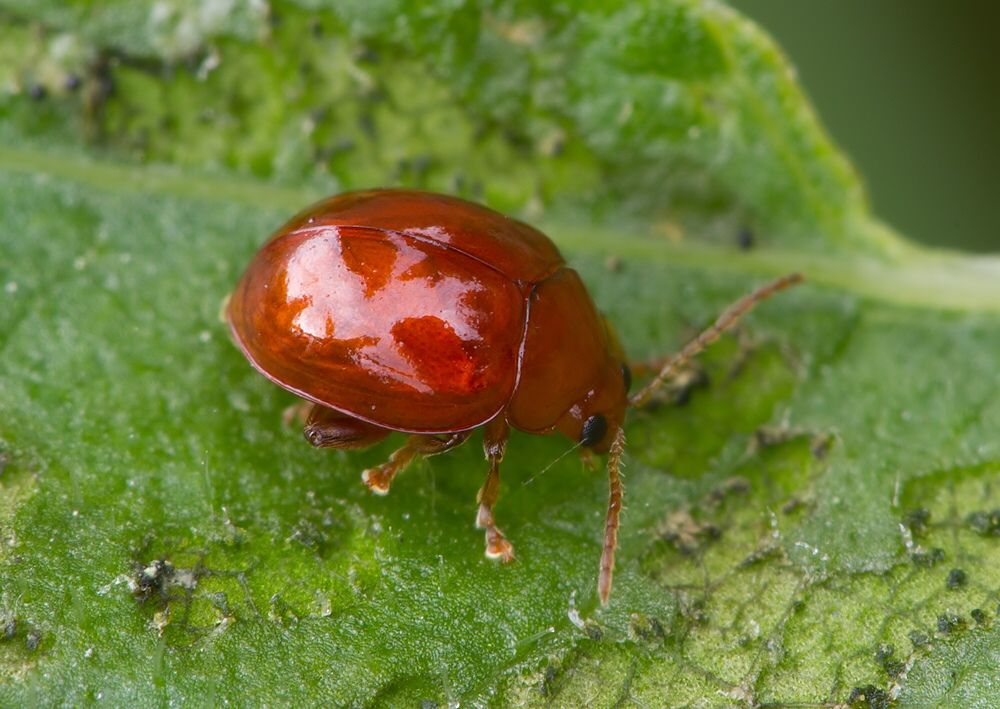Sphaeroderma rubidum cf.