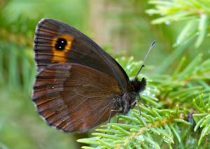 Erebia aethiops