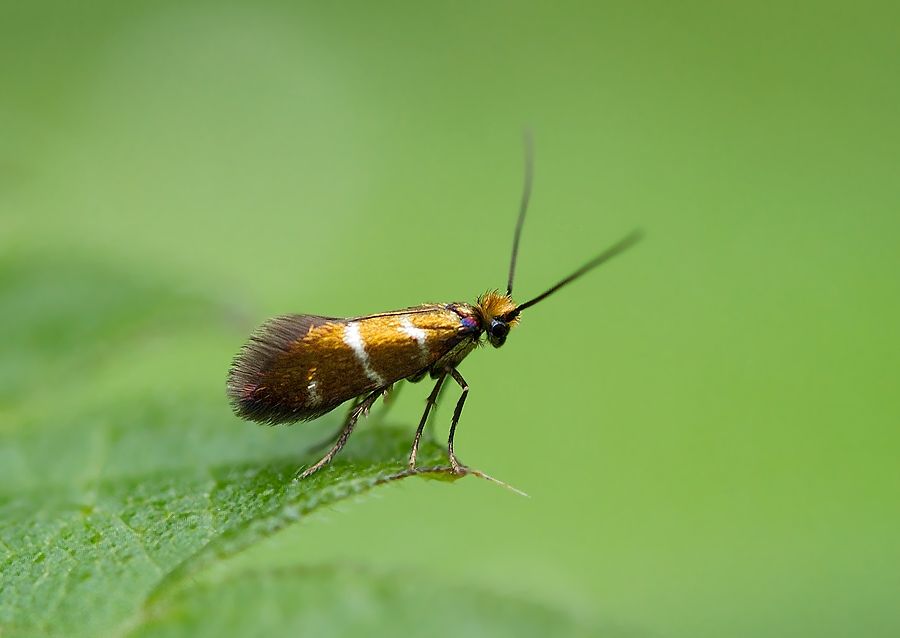 Micropterix aruncella
