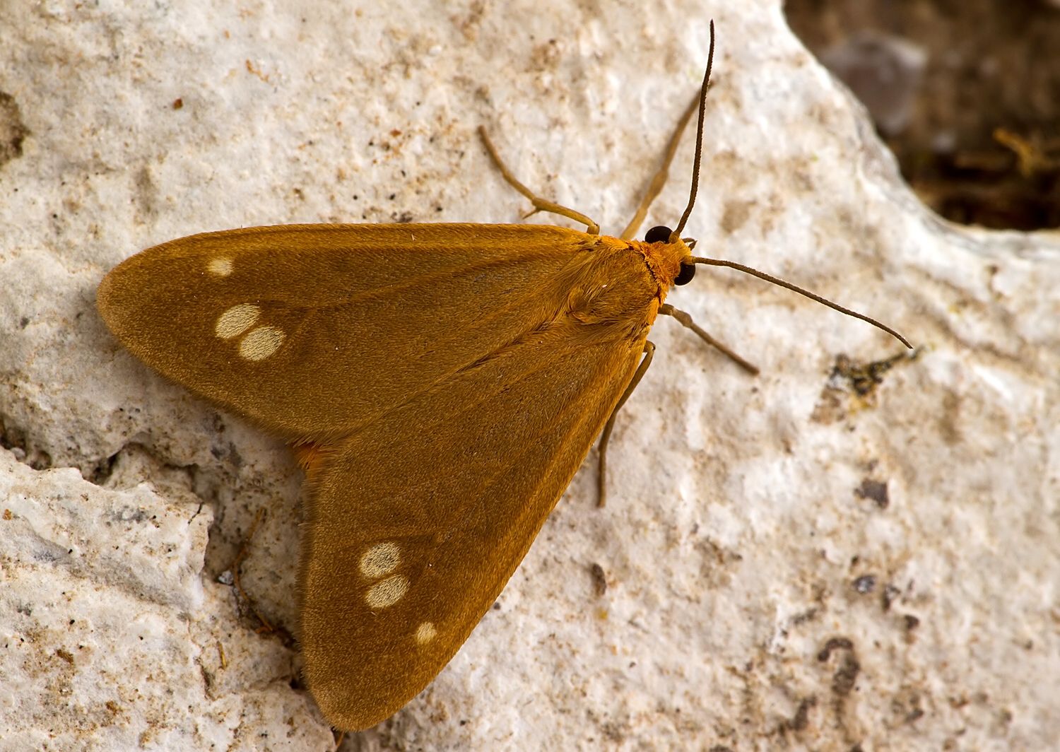 Dysauxes ancilla