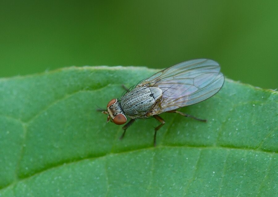 Minettia fasciata