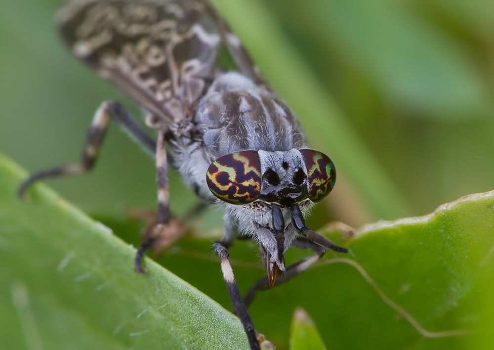 Haematopota pluvialis