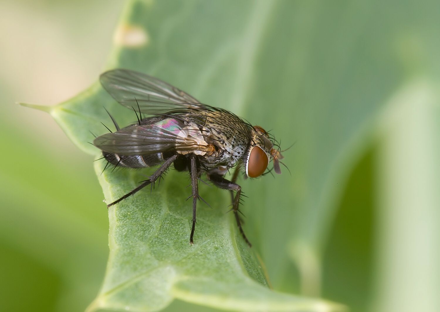 Actia pilipennis
