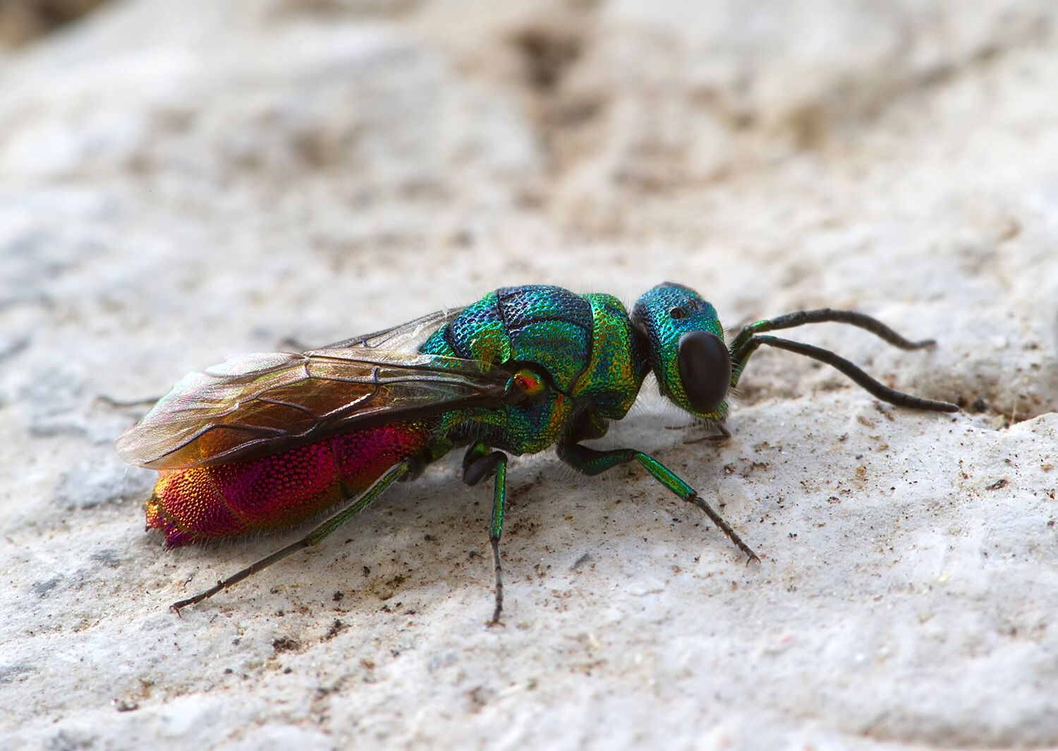 Chrysis ignita